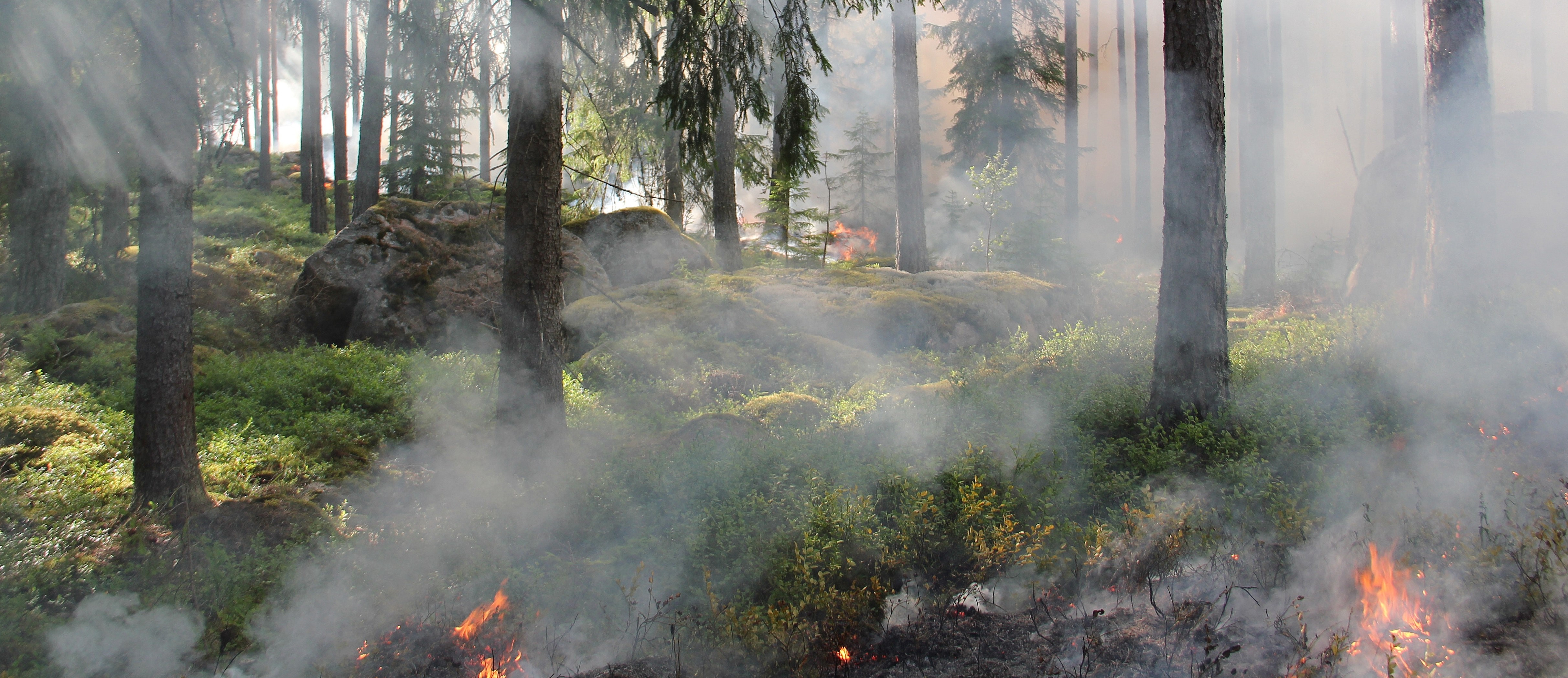 feu de forêt actualité bilan estival