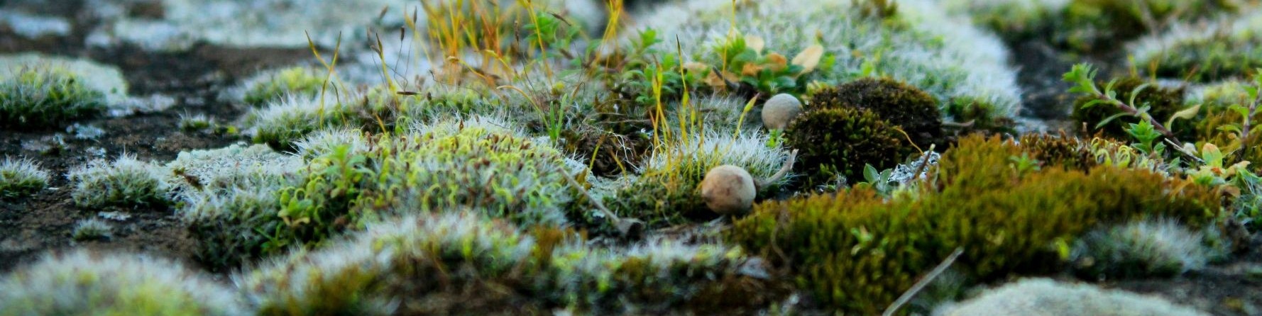 sol forêt mousse
